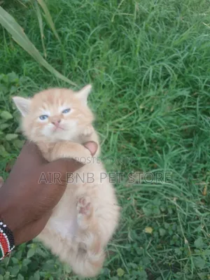 1-3 months Male Mixed Breed Persian