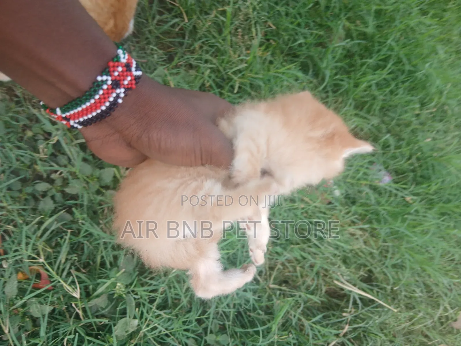 1-3 months Male Mixed Breed Persian