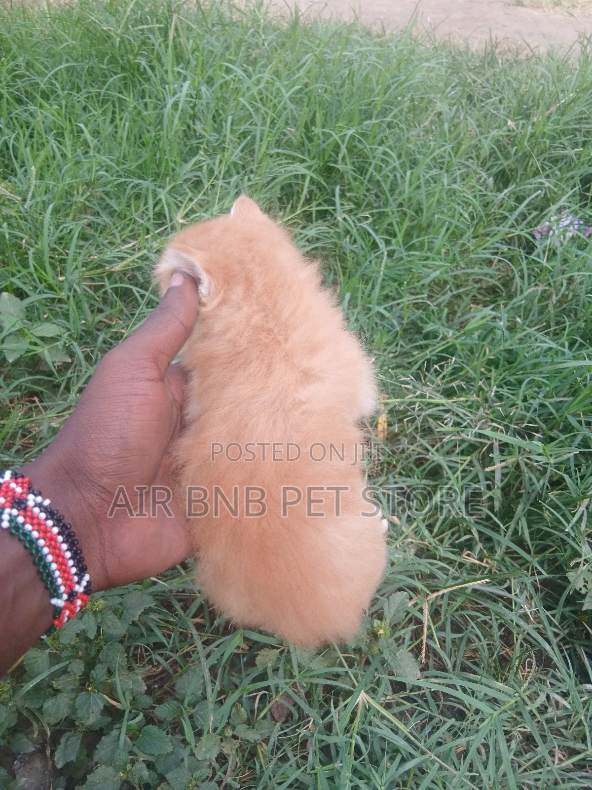 1-3 months Male Mixed Breed Persian
