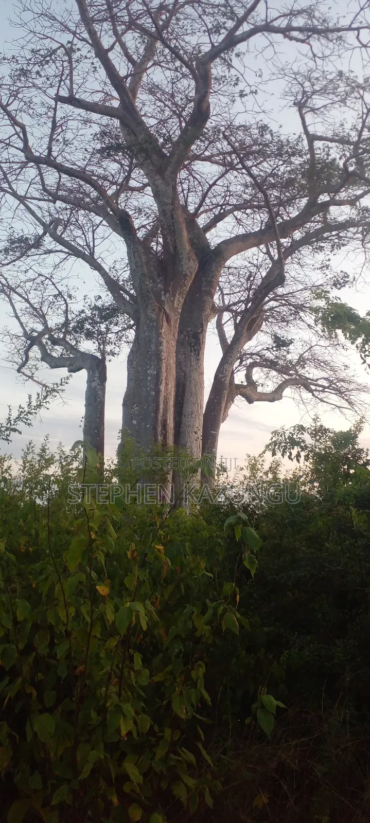 Galu Beach Plot 3.5 Acres on Sale. Close to the Cool Kaya Forest.