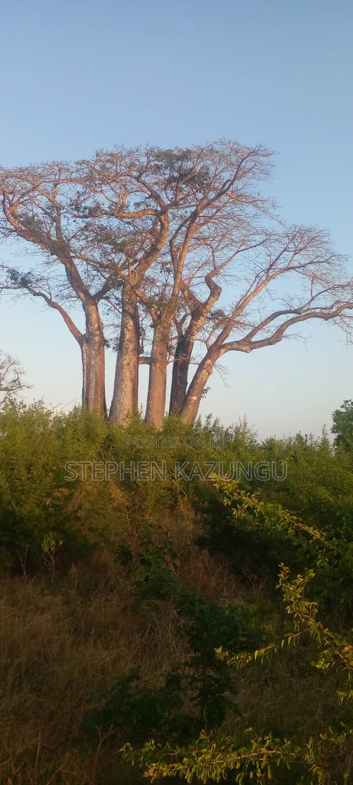Galu Beach Plot 3.5 Acres on Sale. Close to the Cool Kaya Forest.