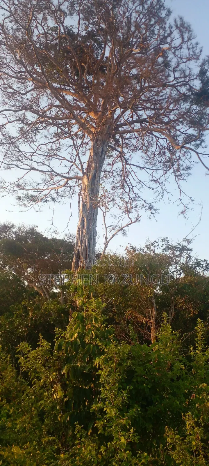 Galu Beach Plot 3.5 Acres on Sale. Close to the Cool Kaya Forest.