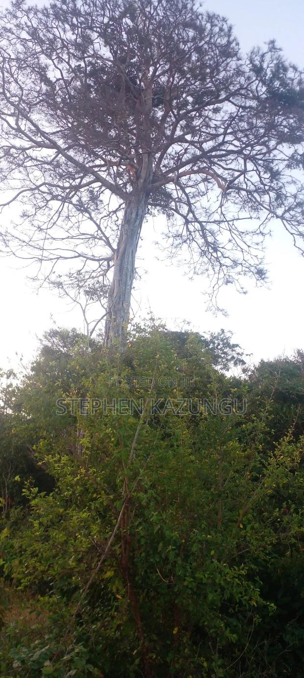 Galu Beach Plot 3.5 Acres on Sale. Close to the Cool Kaya Forest. - thumbnail 11