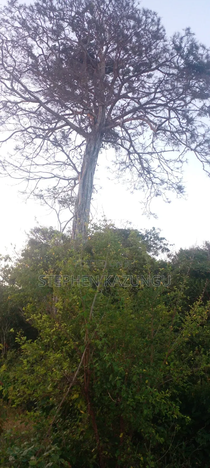 Galu Beach Plot 3.5 Acres on Sale. Close to the Cool Kaya Forest.