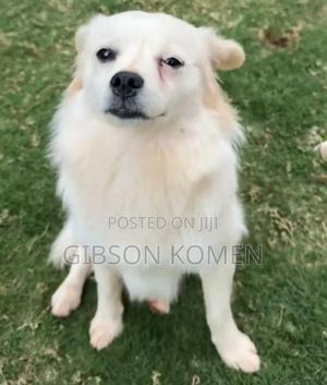 6-12 months Male Purebred Chihuahua