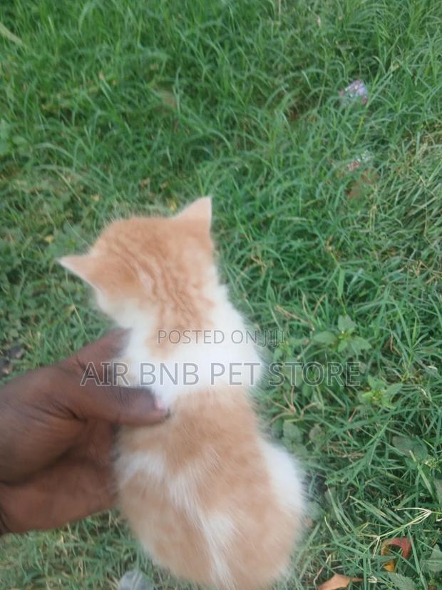 1-3 months Male Purebred American Curl