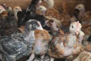 Vaccinated Kenbro Improved Kienyeji Month Old Chicks - main view