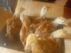 Sasso Improved Kienyeji Month Old Chicks - main view