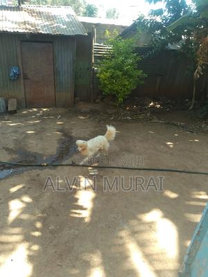 6-12 months Male Purebred Japanese Spitz
