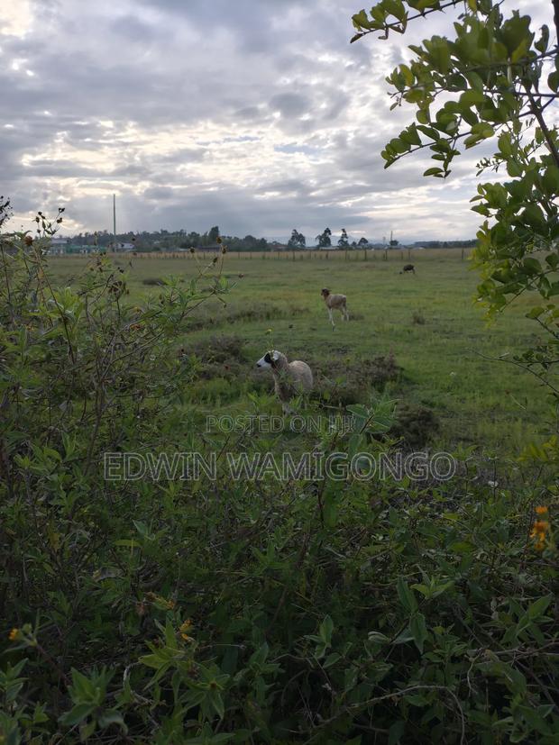 Land for Farming/Retirement - thumbnail 3