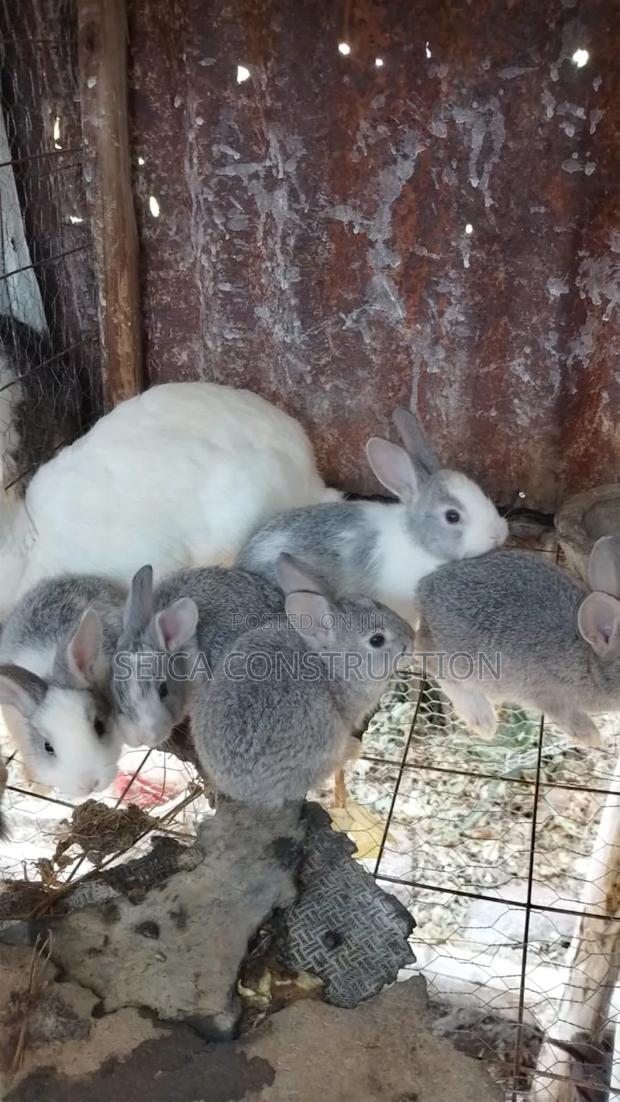 Rabbit, Hybrid Bunnies