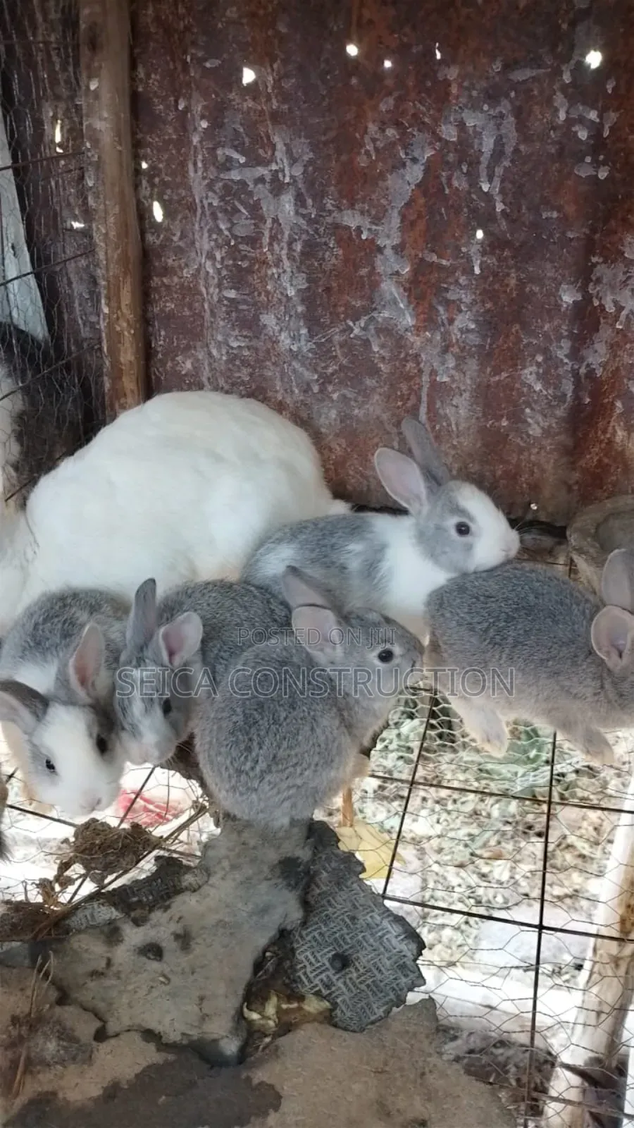 Rabbit, Hybrid Bunnies