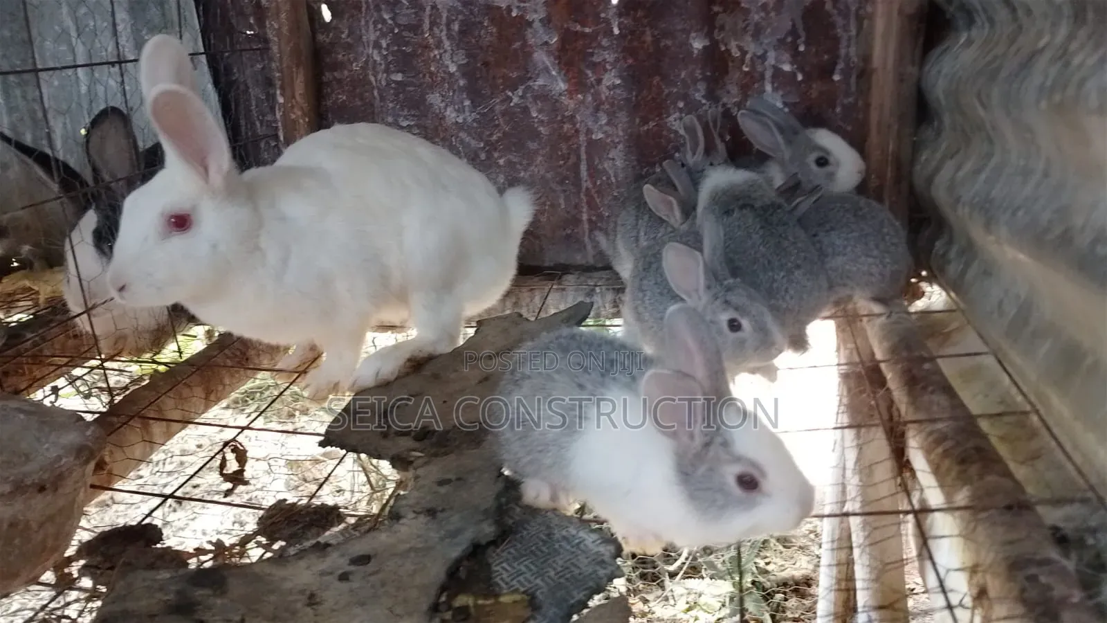 Rabbit, Hybrid Bunnies