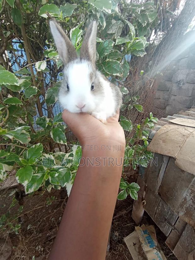 Rabbit, Hybrid Bunnies - thumbnail 3