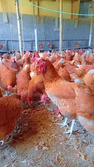 Active Commercial Chicken Layers | Fully Vaccinated|