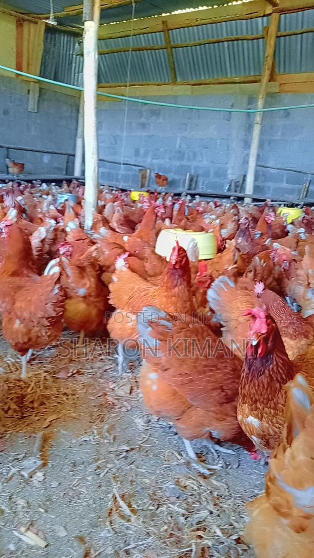 Active Commercial Chicken Layers | Fully Vaccinated|