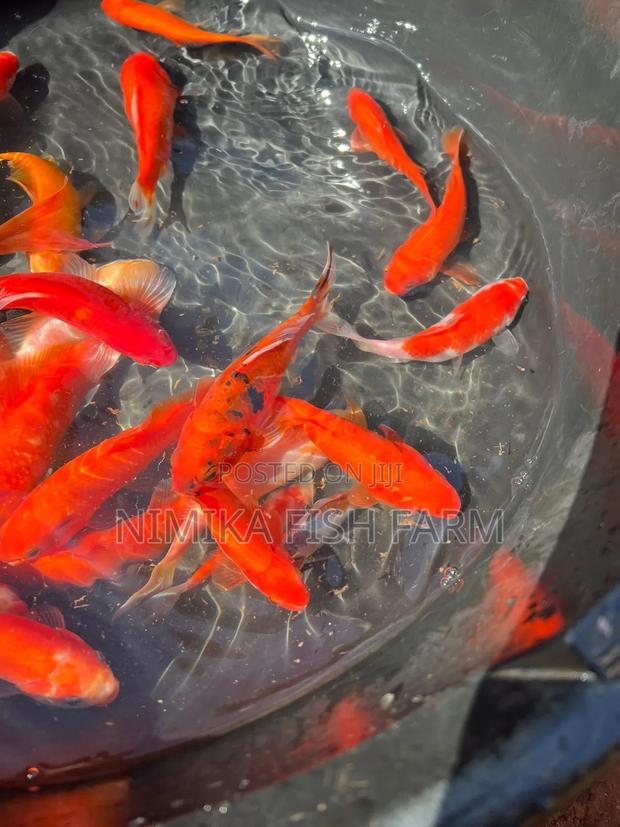 Koi, Goldfish Wholesale Price