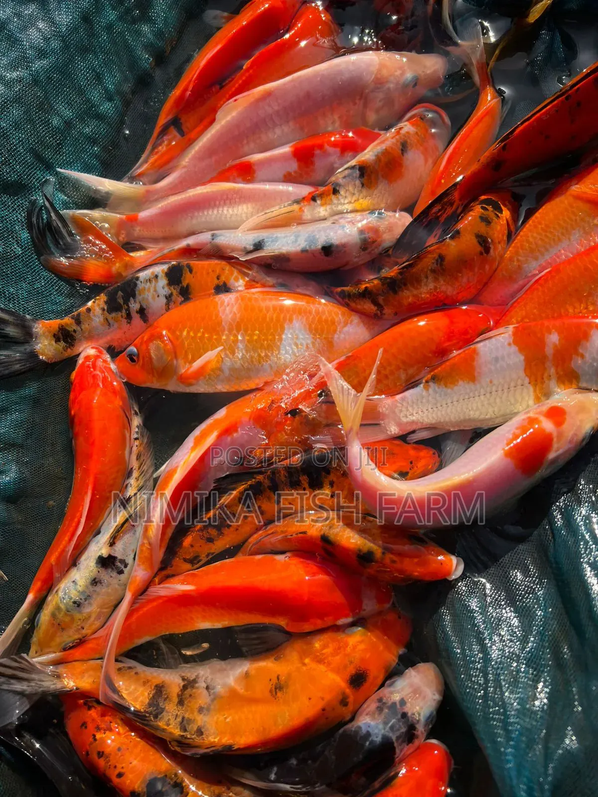 Koi, Goldfish Wholesale Price
