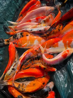 Koi, Goldfish Wholesale Price