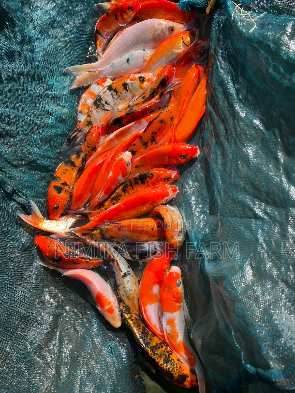 Koi, Goldfish Wholesale Price