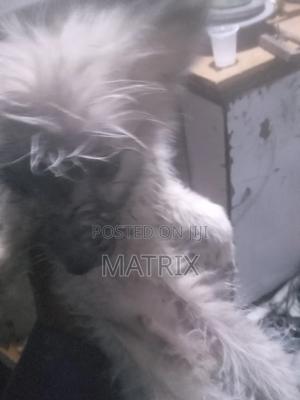 1-3 months Male Purebred Chihuahua