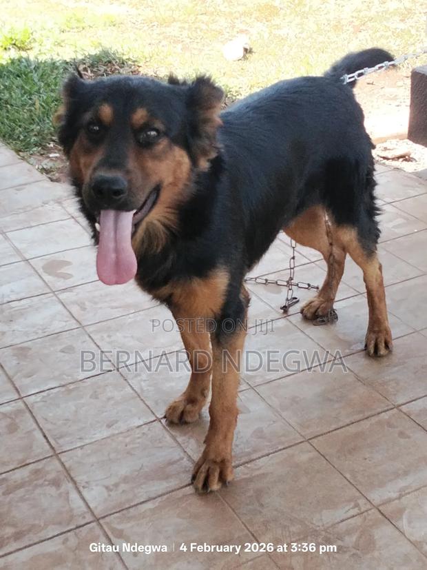1+ year Male Mixed Breed German Shepherd - main view