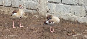 Egyptian Goose - main view