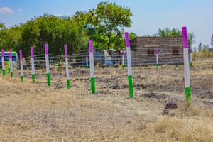 Ruiru Gikumari 50x100 Plot - thumbnail 2