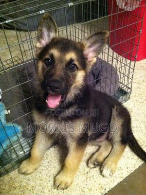 1-3 months Female Purebred German Shepherd - main view