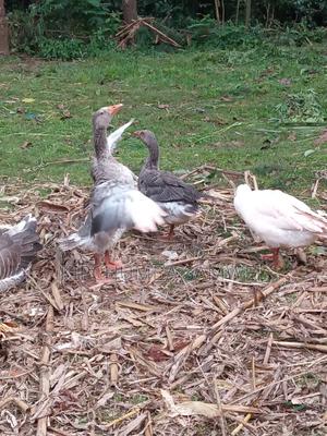 Goose and Turkey - main view