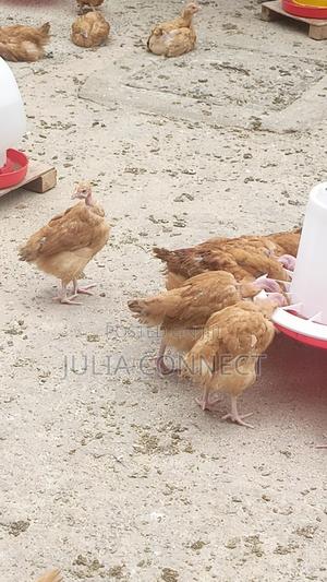 Kenbro F1 7weeks 4days - main view