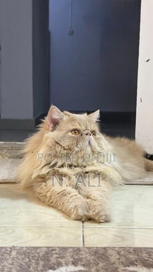 1+ year Male Purebred Persian - main view