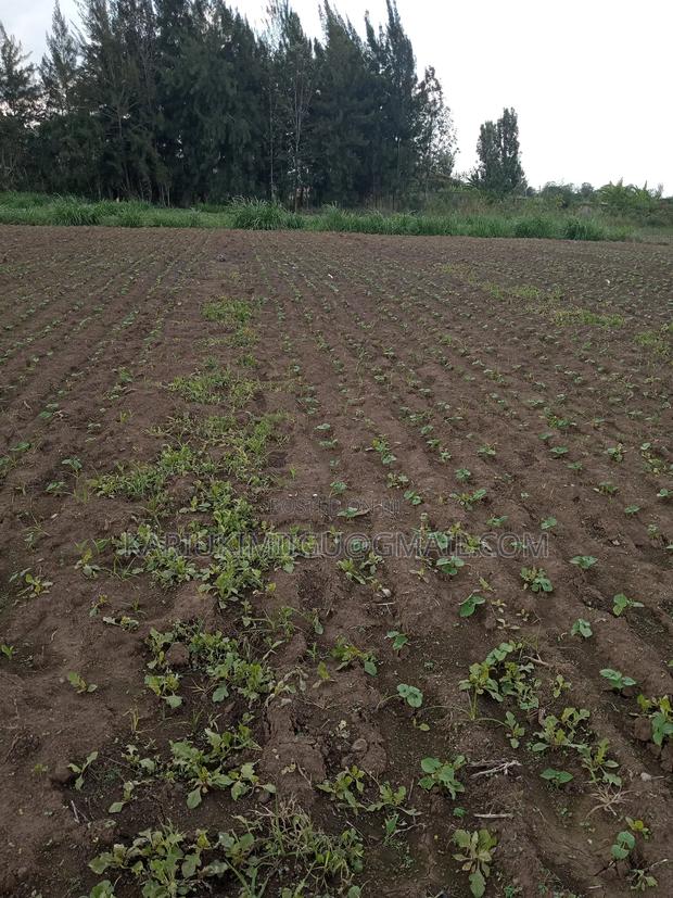 Mangu Plots - thumbnail 4