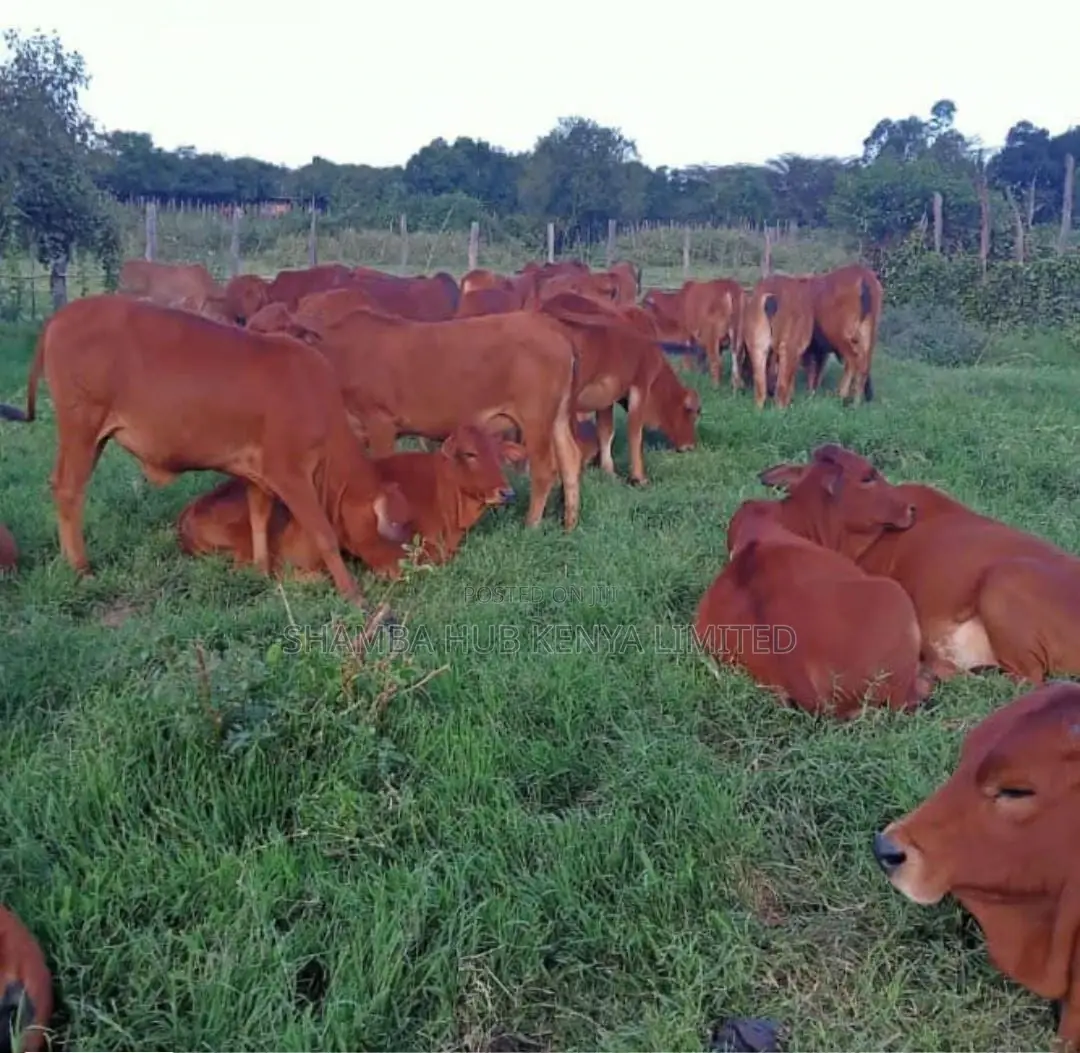 Quality Sahiwal and Boran Cows for Sale