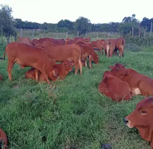 Quality Sahiwal and Boran Cows for Sale