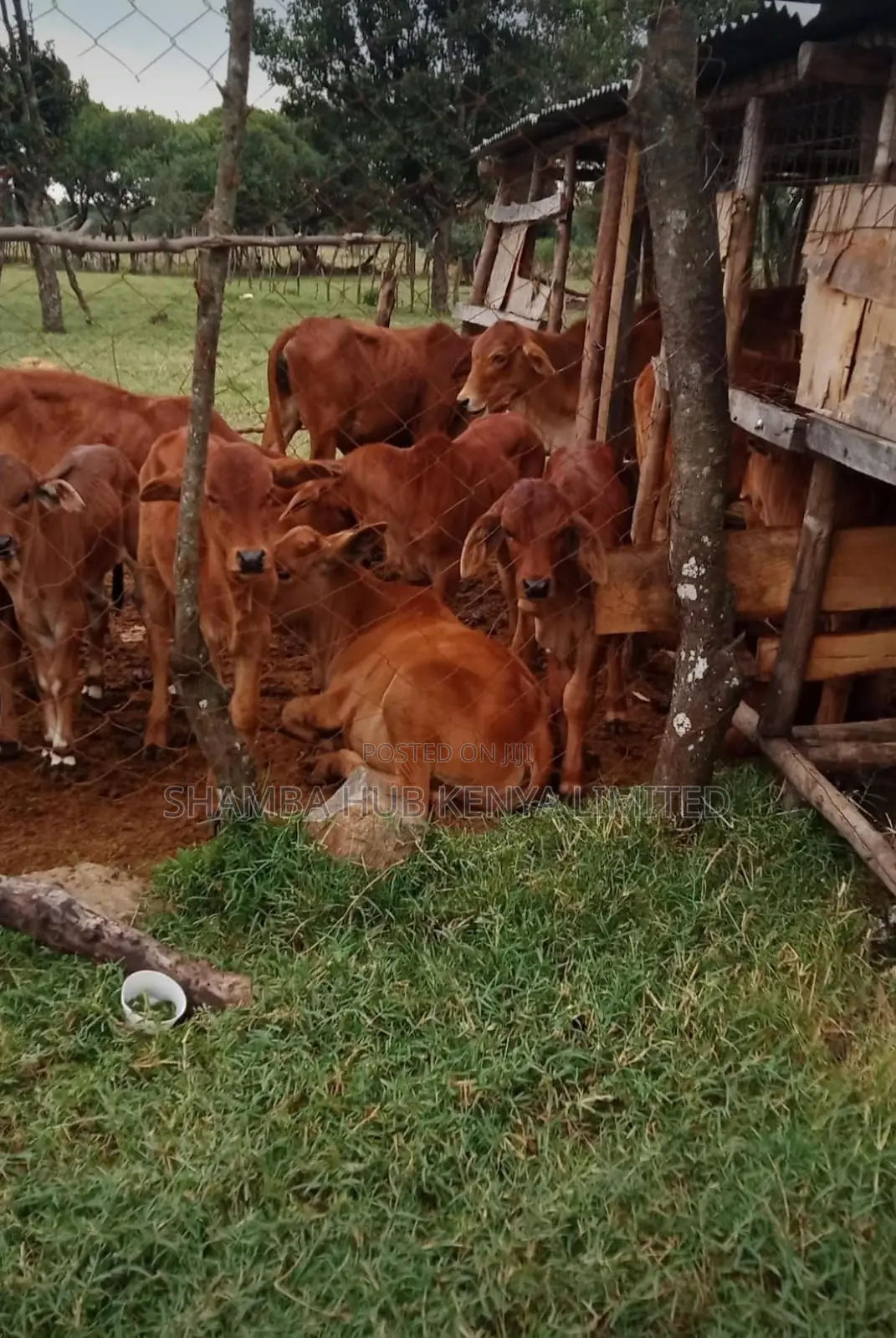 Quality Sahiwal and Boran Cows for Sale