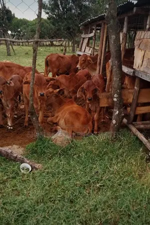 Quality Sahiwal and Boran Cows for Sale