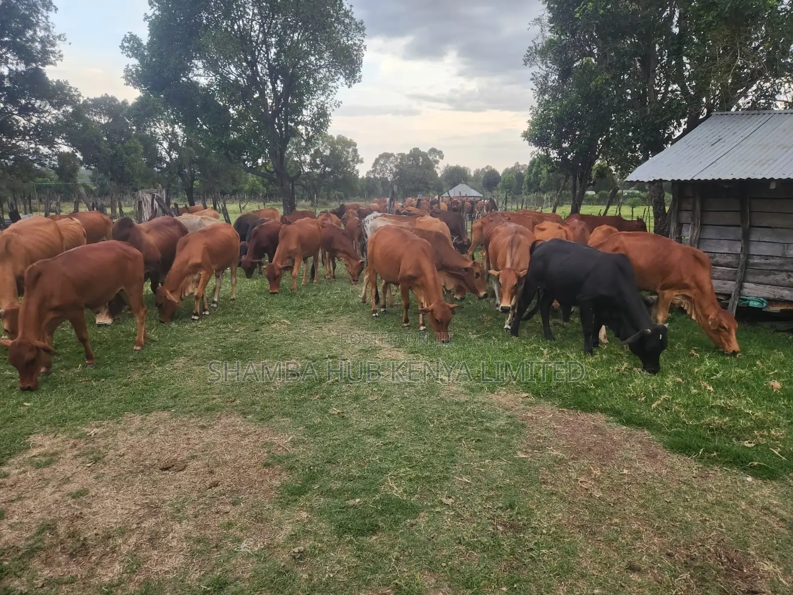 Quality Sahiwal and Boran Cows for Sale
