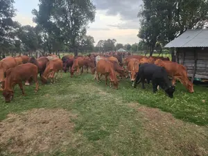 Quality Sahiwal and Boran Cows for Sale