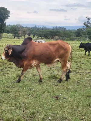 Quality Sahiwal and Boran Cows for Sale