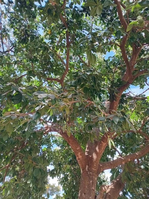 1.5 Acres Land - thumbnail 3