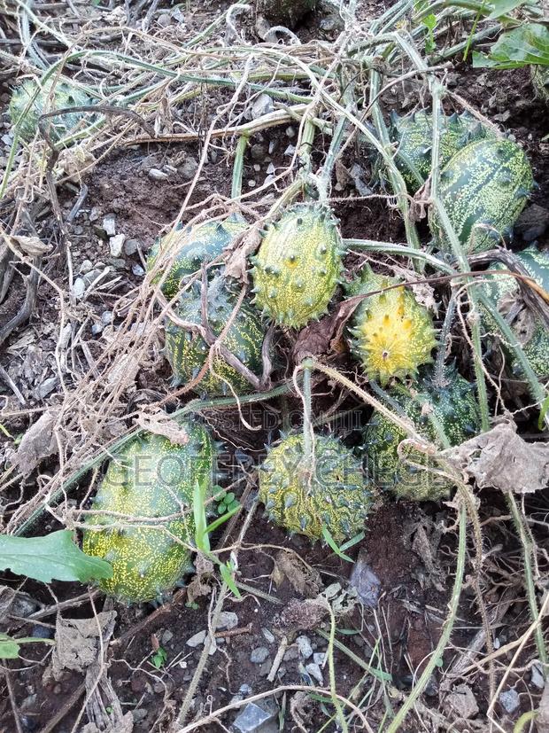 1.5 Acres Land - thumbnail 4