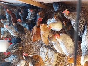 Kienyeji Improved - thumbnail 2