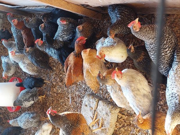 Kienyeji Improved - main view