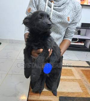3-6 months Male Mixed Breed German Shepherd - thumbnail 2