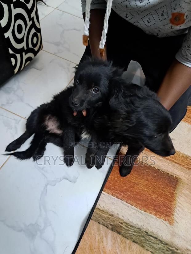 3-6 months Male Mixed Breed German Shepherd - thumbnail 3