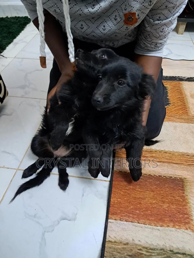 3-6 months Male Mixed Breed German Shepherd - thumbnail 4