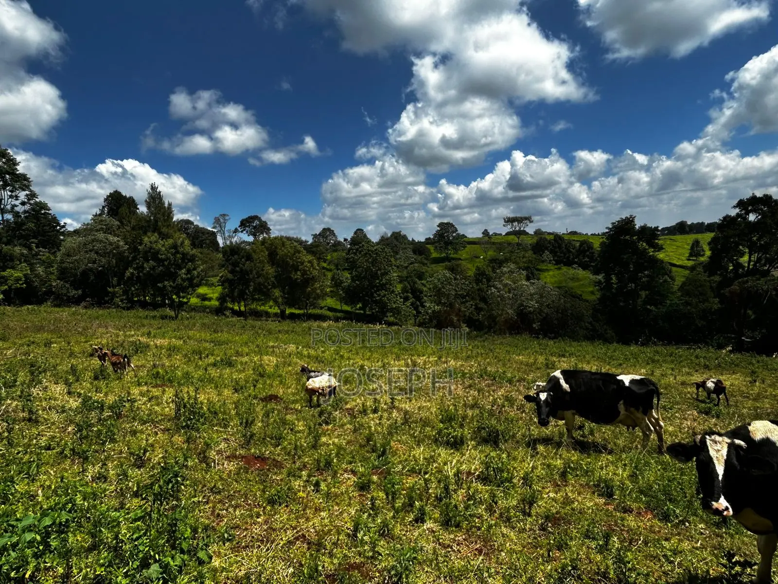 5bdrm Farm House in Tigoni for sale