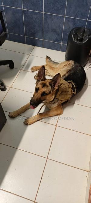 1+ year Male Purebred German Shepherd - thumbnail 2