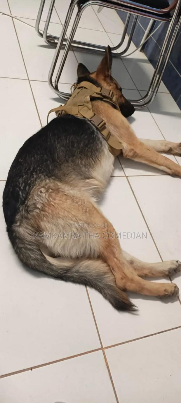 1+ year Male Purebred German Shepherd - thumbnail 3